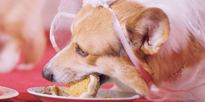 Corgi dressed up as Meghan Markle eating cake for UberEats social media