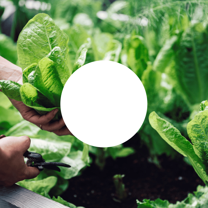 W23 dot graphic device overlaid on a shot of fresh green vegetation.