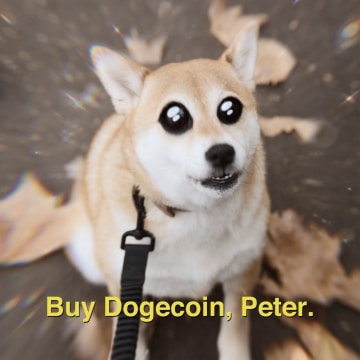 Shot of Pocari the shiba inu looking up at the camera with VFX eyes for the Caleb & Brown campaign